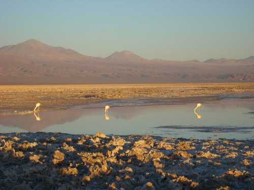 Flamingos in der Laguna Chaxa